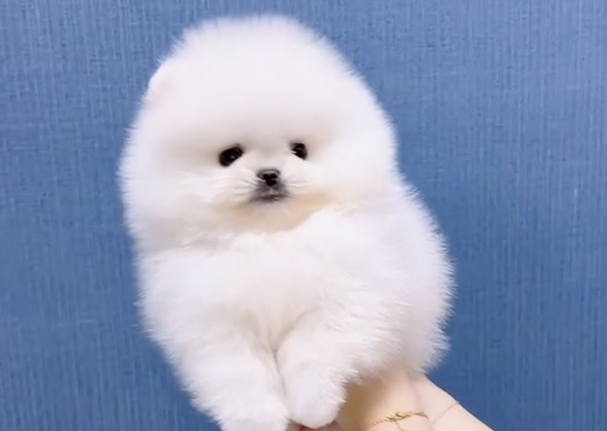 Pomeranian boo teddy bear yavrular